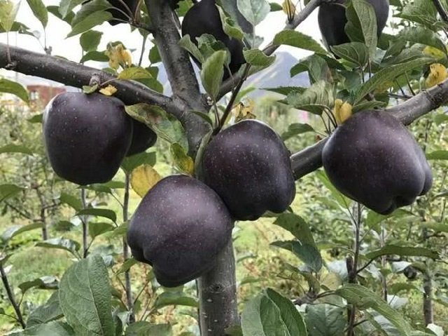 black diamond apples growing in the mountains of tibet china photo courtesy tencentnews