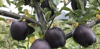 black diamond apples growing in the mountains of tibet china photo courtesy tencentnews